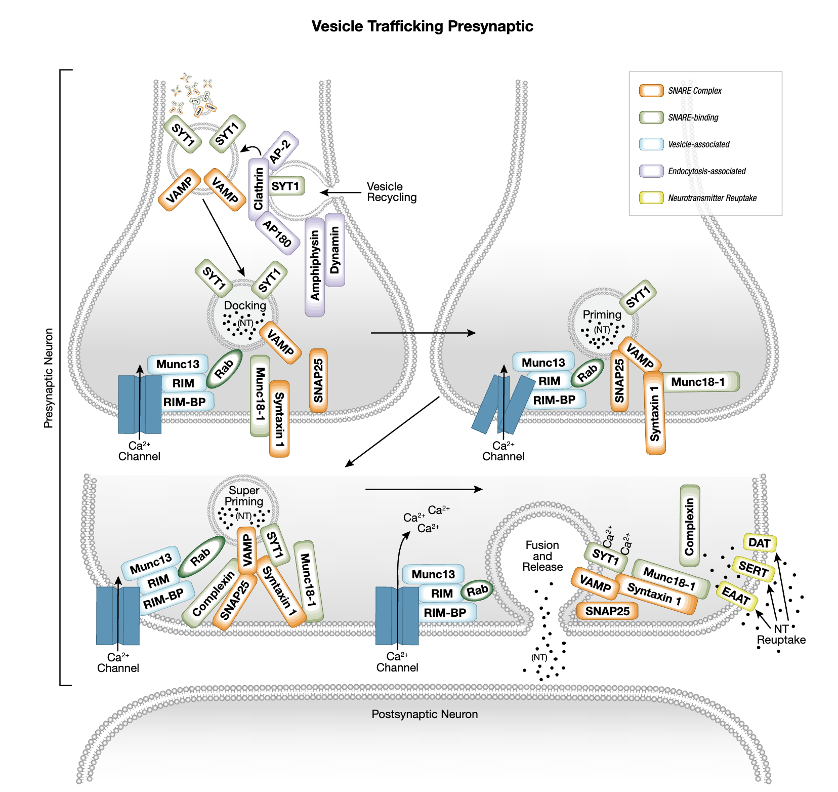 neurotransmitters-receptors-and-transporters